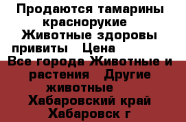 Продаются тамарины краснорукие . Животные здоровы привиты › Цена ­ 85 000 - Все города Животные и растения » Другие животные   . Хабаровский край,Хабаровск г.